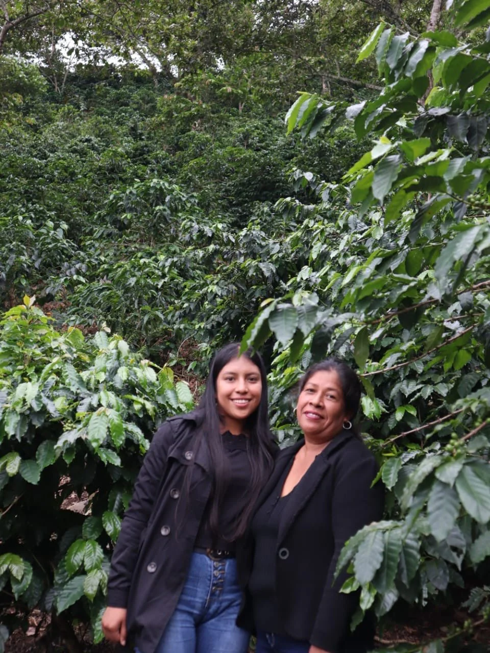 Café Metzli - Finca Yautla - Puebla, México (Medium Roast) - Image 3